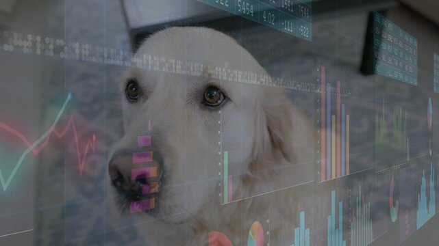 Data feed initiating overlays, retriever dog holding gaze, charts revealing muzzle for pet tech