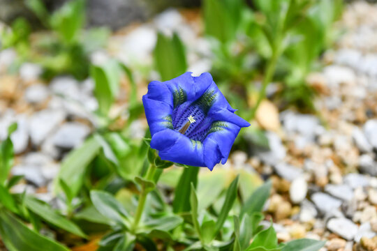 チャボリンドウ（ゲンチアナ・アカウリス）　Gentiana acaulis