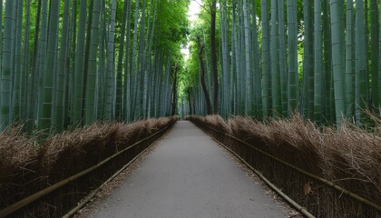 Fototapeta premium Serene Green Bamboo Forest Dirt Path Calm Nature Landscape Background