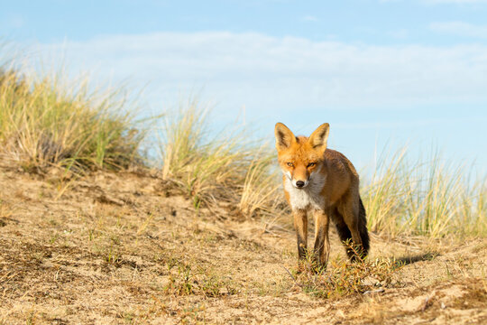 Red Fox Vixen in the Dunes Against A Clear Blue Sky in A National Park