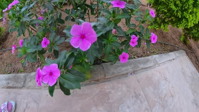 Bright pink vinca flowers blooming beside a tiled garden path, capturing ornamental landscaping, tropical color, and peaceful resort-style outdoor beauty.