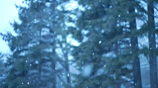 Snow Falling Gently in Forest Winter Weather Scene