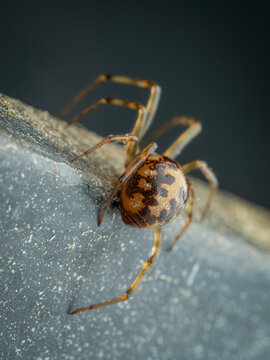 Macro view of Common House Spider Parasteatoda tepidariorum from behind, on a textured grey edge, showing intricate brown markings