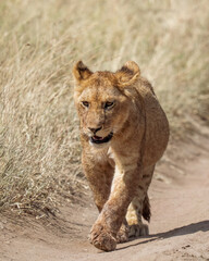 Fototapeta premium Young lion cub alone on a dirt path