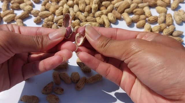 footage of  Peanuts (Arachis hypogaea) are legume plants that are rich in nutrients and have many health benefits. roasted peanuts with a rich golden brown color, showcasing  natural appearance. 