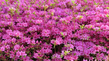 Obraz premium Pink Azalea Flowers in Full Bloom in April Garden