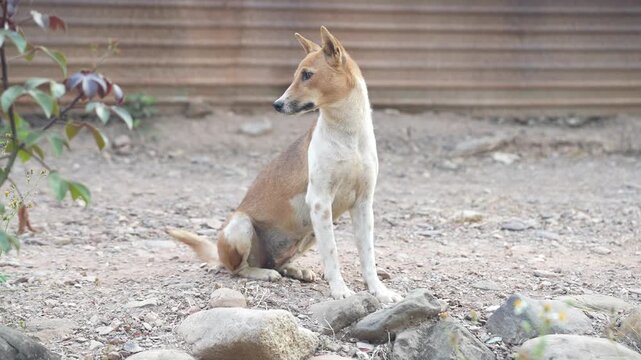 A brown and white dog sits on the ground, looking to the side with a calm expression. The background shows dirt and a wooden wall, creating a simple rural atmosphere.