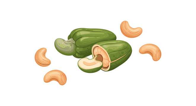 Raw cashew nuts with green cashew apples and shelled kernels isolated on a white background