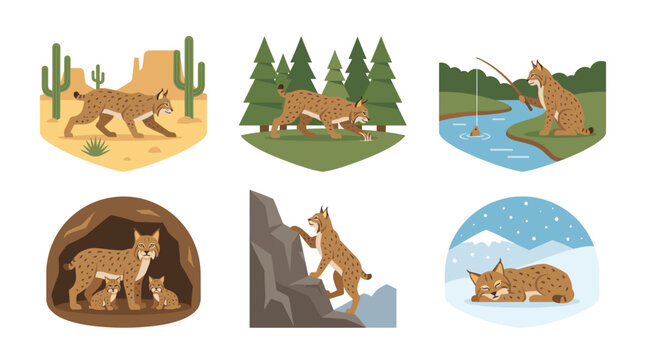Wild bobcat animal vector set in diverse natural habitats showing desert, forest woods, fishing in river, den with cubs, rock climbing, and sleeping in winter snow landscape.