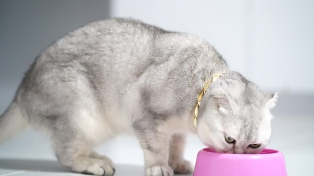 Silver cat gold collar eating pink bowl domestic pet feline short hair white background indoor luxury elegant animal cute hungry playful healthy whisker adorable stylish modern clean grey cat relaxed
