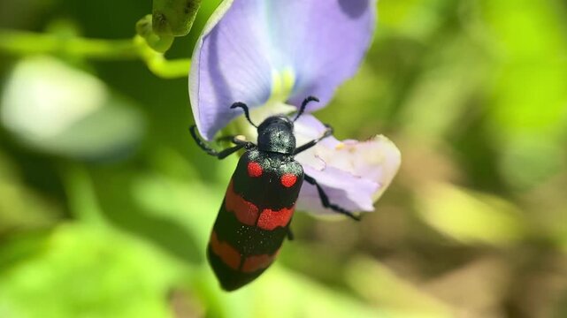 A red and black Blister Beetle (Mylabris) on a purple flower of Vigna unguiculata.