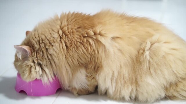 Fluffy orange cat with long fur eating from pink bowl, adorable domestic feline pet white floor, relaxed healthy animal, soft cream color, cozy indoor atmosphere, content expression, closeup side view