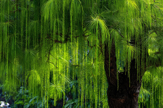 Horsetail pine tree with long, thin, needle-like leaves that hang down like a ponytail.