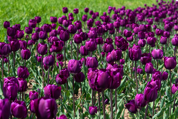 Fototapeta premium Vibrant dark purple tulips blooming in a sunny city park during spring