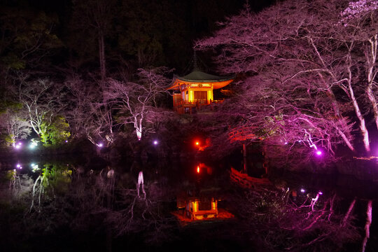 醍醐寺の夜桜と辯天堂