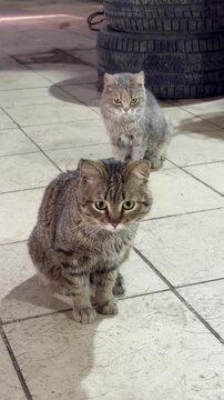  A caring mother cat sits with her little kitten on a tiled garage floor, two fluffy striped stray pets explore an industrial car repair station area under bright indoor lighting conditions