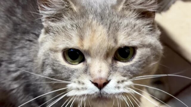 A beautiful fluffy tabby cat looks aside thoughtfully in a wide close-up shot, lovely domestic pet showing thick hair details and long whiskers inside a local garage workshop on a bright day. (