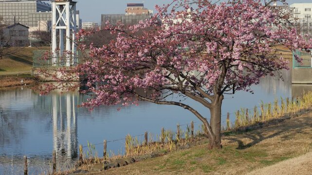 旧中川河川敷　河津桜　2026年