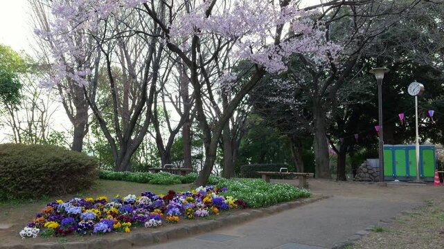 飛鳥山公園　桜　2026年3月
