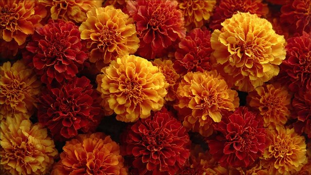 Macro shot of orange and yellow marigold flowers (Genda Phool) forming a dense pattern. A single white diya placed asymmetrically. High saturation, vibrant, festive