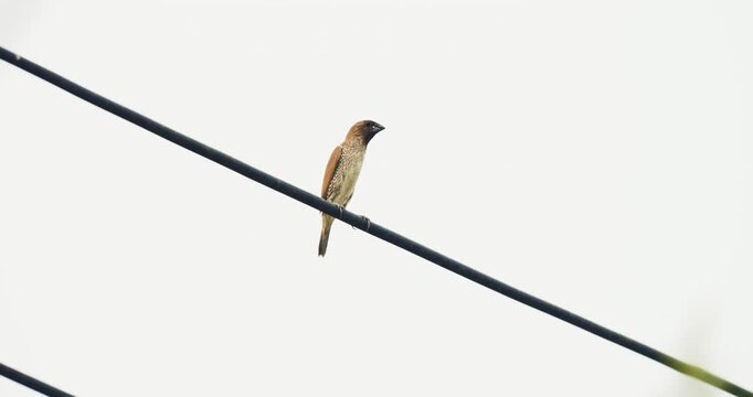 Scaly-breasted Munia bird on tree branch animal wide life