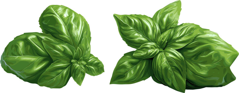 2 sets of green basil leaves on a white background, 3D vector illustration in hyper-realistic style.