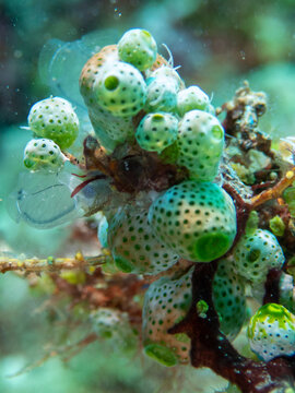 Green urn sea squirt colony close up on reef at Looc Beach Surigao City Philippines