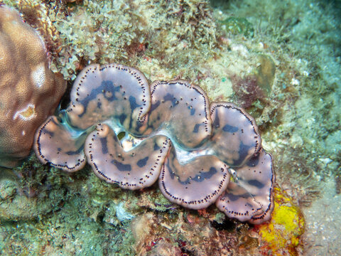 Giant clam mantle close up on coral reef at Looc Beach Surigao City Philippines