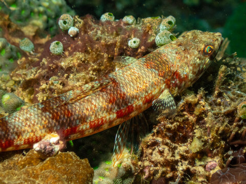 Variegated lizardfish resting on coral rubble at Looc Beach Surigao City Philippines