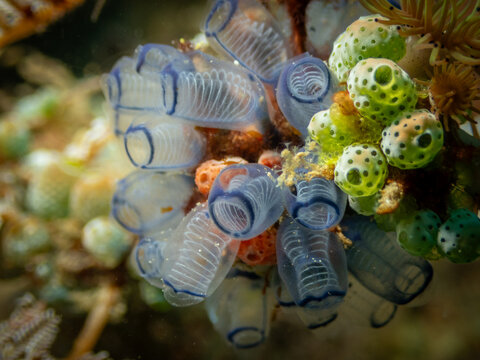 Close up of translucent sea squirts and marine sponge on tropical reef underwater