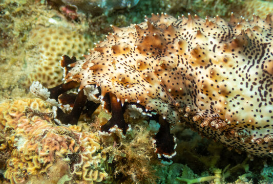 Spotted sea cucumber crawling across coral reef at Looc Beach Surigao City Philippines