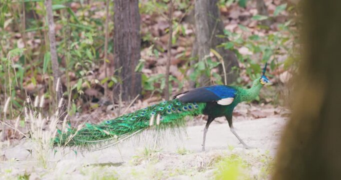 Green Peafowl bird on green grass tree mountain forest animal in nature