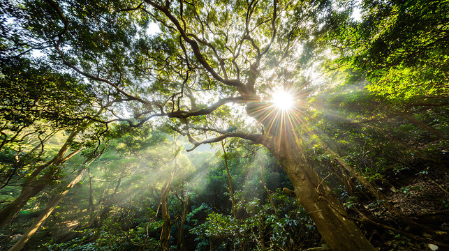 Sunlight filtering through forest canopy symbolizing innovation and digital transformation