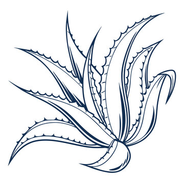 Agave Leaf Vector Desert Plant line art vector