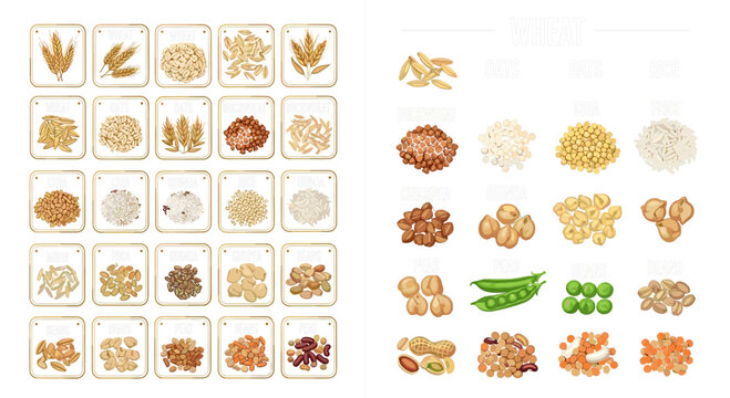 Legumes and Nuts Collection Set with Black Eyed Peas Lentils Kidney Beans Peanut Pistachio Coconut and Seeds for Food Design