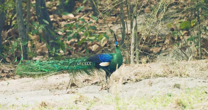 Green Peafowl bird on green grass tree mountain forest animal in nature