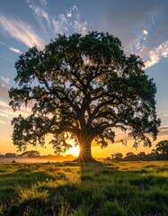 Fototapeta premium A majestic, sprawling oak tree stands silhouetted against a vibrant sunset, its branches adorned with Spanish moss, creating a breathtaking scene of natural beauty and tranquility.