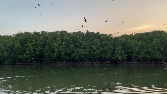 A flock of red kites is feeding on the surface of the water.