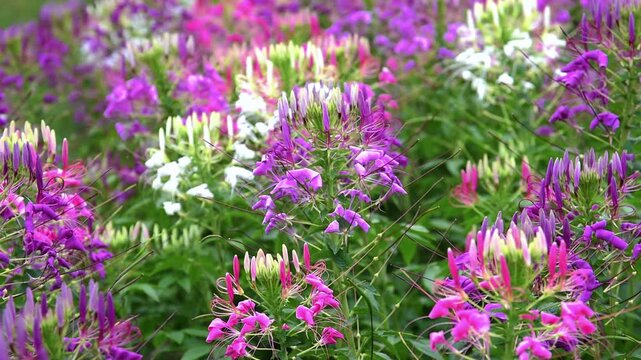 field of colorful blooming cleome hassleriana or spider flowers gently swaying in the wind