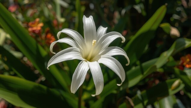 Distinctive Q-Tip Blossom in Flower