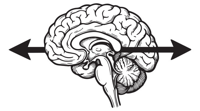 Human brain and brainstem cross section vector illustration with dual directional arrows