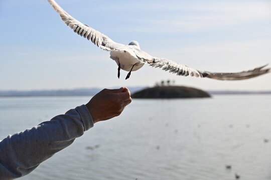 Red-billed gulls glide and dive along the shoreline, their white wings contrasting against blue waves&mdash;a lively dance of nature by the sea.