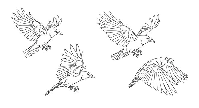 Detailed line art drawings of four crows in different flying and landing positions for coloring or design work on white.