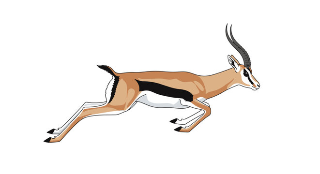 Gazelle jumping and running swiftly through the savanna shown with its characteristic horns and striped fur in a wildlife illustration.