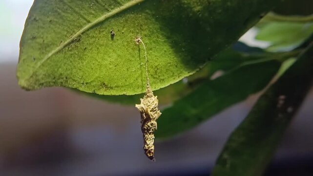 Macro video of a bagworm moth larva moving inside its protective case hanging from a leaf