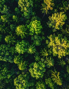 An aerial view showcases a dense, lush forest canopy with varying shades of green and hints of autumnal gold, creating a textured and vibrant natural landscape.