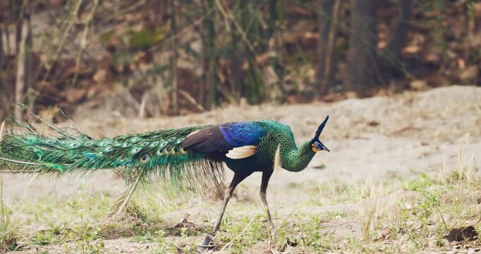 Green Peafowl bird on green grass tree mountain forest animal in nature