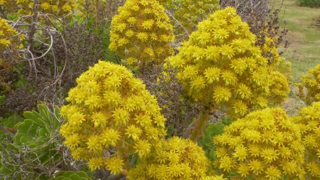 Yellow Pyramidal Inflorescences (flower clusters) Of Aeonium Arboreum Succulent. Close-up Shot