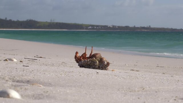 Hermit Crab At Sloop Reef Coastal Area Within The Bay of Fires Conservation Area In Tasmania, Australia. Close-up Shot