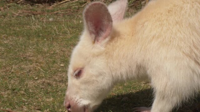 Rare Albino Kangaroo Feeding Grass At Animal Park In Tasmania, Australia. Close-up Shot